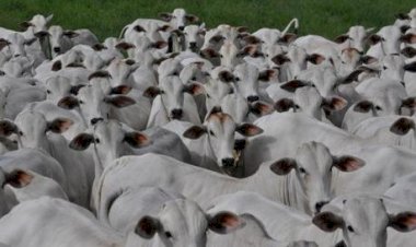 Pecuária de cria tende a liderar rentabilidade em 2026, projeta a SIA