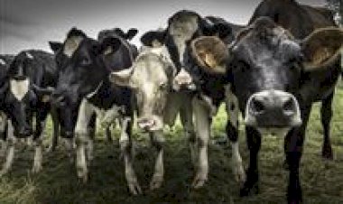 RN: pecuária leiteira atinge produção diária em torno de um milhão de litros