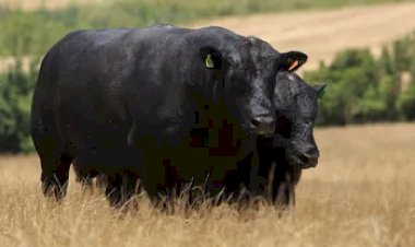 Novo selo premium promete turbinar o mercado de carnes especiais no Brasil