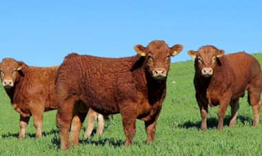 Raça Limousin passa a integrar Registro Genealógico da ANC