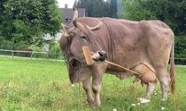 Vaca surpreende pesquisadores ao usar objeto de forma estratégica