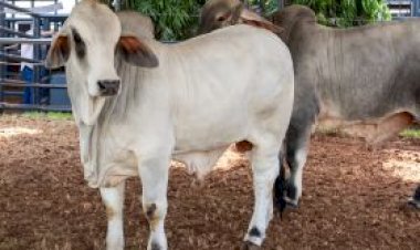 91ª ExpoZebu: inscrições para o julgamento Brahman a Campo já estão abertas