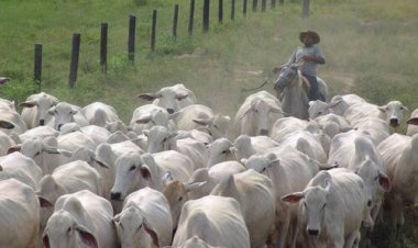 Margem do sistema de cria em MT sobe 69% em 2025, para R$ 115,05/@