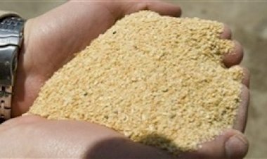 Processamento de soja atinge 13 mi de toneladas em MT