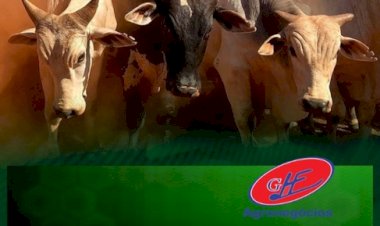 Fevereiro começa com o mercado do boi gordo em alta em SP, informa Scot