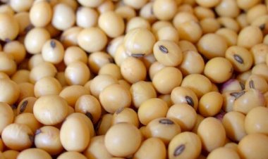 Soja perde força no Brasil com dólar mais fraco e oferta recorde no radar