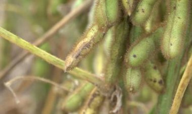 Goiás reforça alerta contra ferrugem asiática da soja