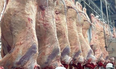 Programa Carne Angus Certificada realiza inédito abate na Bahia
