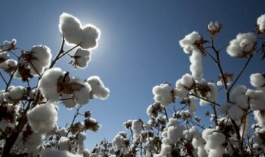 Cotonicultura perde fôlego em MT com retração de área