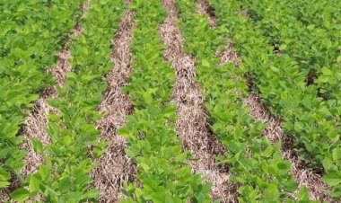 Nutrição Vegetal: Estudo quantifica déficit de carbono associado a mudanças de uso da terra