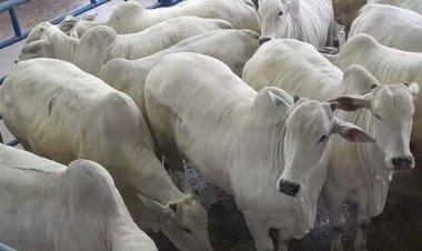 Cotações Agropecuárias
