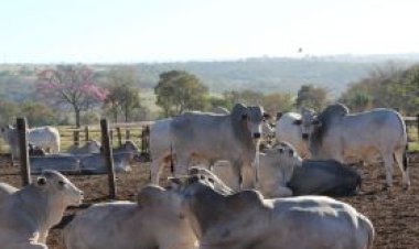 PNAT 2026: ABCZ divulga segunda lista de touros pré-selecionados