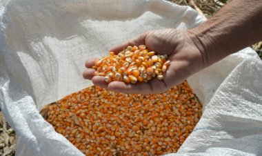 Mercado de milho segue travado no Sul