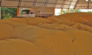 Panorama da soja: fevereiro de 2026