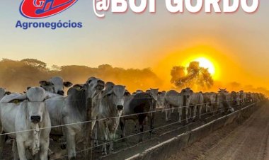 Boi gordo sobe no Oeste do Maranhão