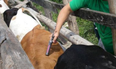 África do Sul enfrenta o pior surto de febre aftosa da história recente