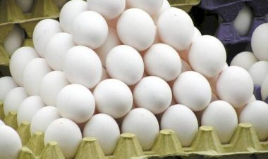 Exportações de ovos batem recorde de 13 anos