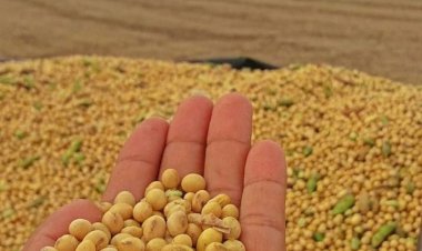 Soja sobe em Chicago com apoio do óleo