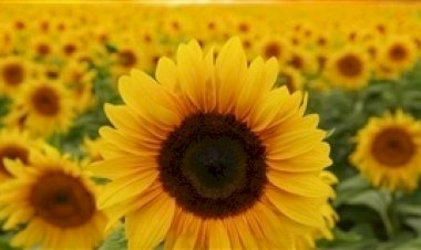 Safra de girassol se aproxima do fim no Rio Grande do Sul