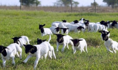 Registros de ovinos no Brasil sobem 5% em 2025, informa Arco