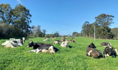 Phibro Saúde Animal une-se à Associação Brasileira de Inseminação Artificial