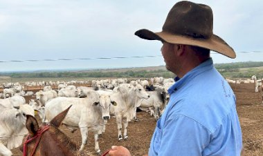 Seguro pecuário bate recorde, mas cobertura do rebanho bovino ainda é limitada