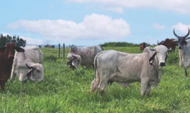 Prova de Leite a Pasto vai selecionar as melhores novilhas zebuínas leiteiras