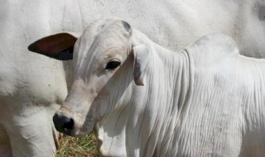 Cotações do boi gordo – 25/2/26