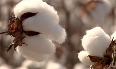 Atenção! Cotonicultores de MT têm até sábado (28) para realizar plantio do algodão