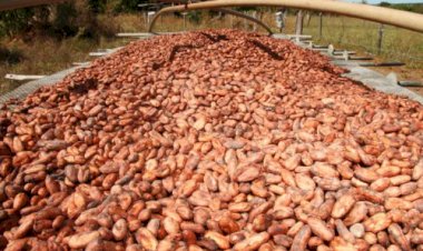 AIPC se manifesta sobre efeitos negativos de medidas restritivas na cadeia do cacau