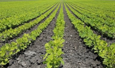 Soja regenerativa ganha espaço em fórum global