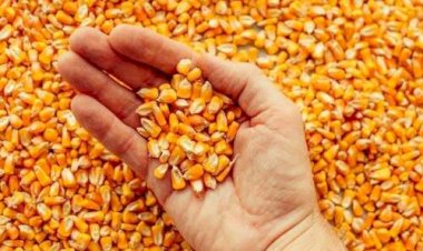 Negociações pontuais marcam mercado de milho