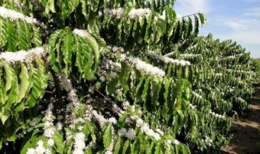 Chuvas beneficiam safra de café