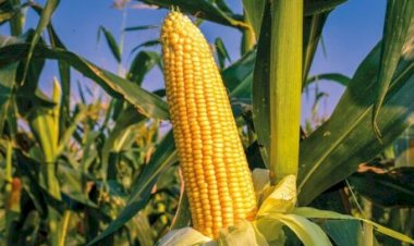 Avanço da safra mantém milho sob pressão