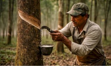 Crise silenciosa ameaça produção de borracha