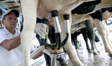 Sindilat defende mobilização do setor para garantir aprovação do PL do leite