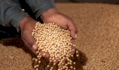 Safra de soja avança com perdas e gargalos logísticos