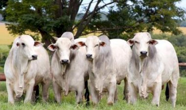 Preços do boi gordo recuam em 10 das 17 regiões monitoradas pela Agrifatto