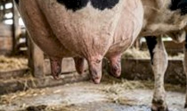 USP: pesquisa detecta alta diversidade de Streptococcus agalactiae em rebanhos leiteiros do Nordeste