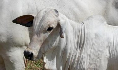 Bezerro é negociado acima de R$ 3.000/cabeça em quase todas as praças, aponta Cepea