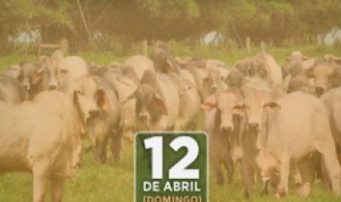 66º LEILÃO PRESENCIAL IRMÃOS TONETTO