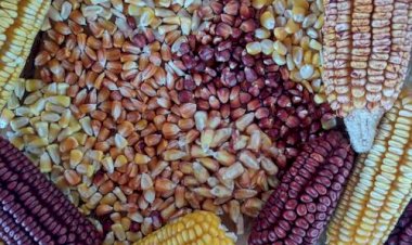 Milho sobe e supera R$ 70 por saca, aponta Cepea