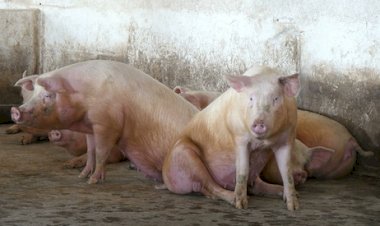 Conflito no Oriente Médio trava mercado de suínos e mantém preços estáveis