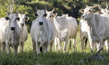 Abate de bovinos atingiu 42,94 milhões de cabeças em 2025, mostra IBGE