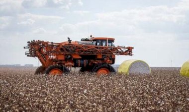 Vendedores se mantêm firmes e preços do algodão reagem