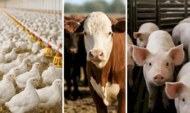 Veja aqui Cotações mista do Agro