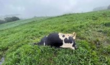 Intoxicação por nitrito associada ao acúmulo de nitrato em pastagem provoca morte de 48 vacas leiteiras no RS