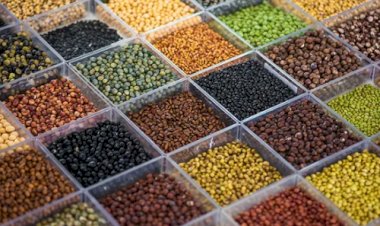 Mercado do feijão tem demanda fraca e preços em queda