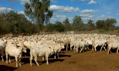 Cruzamento de raças leiteiras com Canchim ganha selo para identificação no mercado