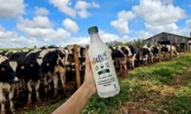 Letti lança leite A2 com versão zero lactose no Brasil